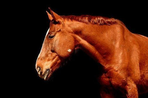 Cavalos têm triste fim nos matadouros - Vegazeta