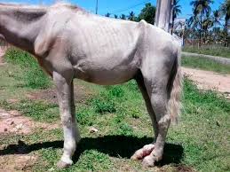 CAVALO APOSENTADO 15