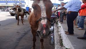 CAVALO APOSENTADO 19