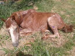 CAVALO APOSENTADO 4